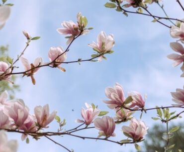Magnolia smukke, farvestrålende blomster til haven