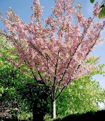 Japansk kirsebær