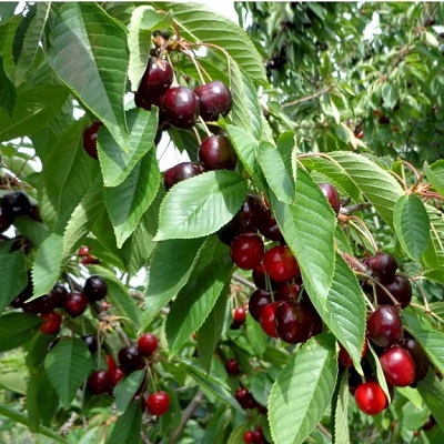 Kirsebær Prunus x Skeena