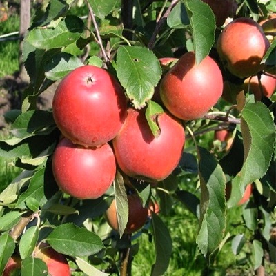 Bellida