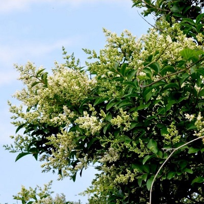 Ligustrum ovalifolium