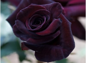 Storblomstrende rose 'Black Baccara'