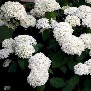 Hortensia Annabelle