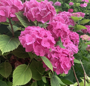 Hydrangea Macrophylla 'Bella'