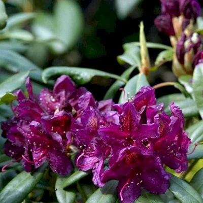 Rhododendron ’Marcel Menard’
