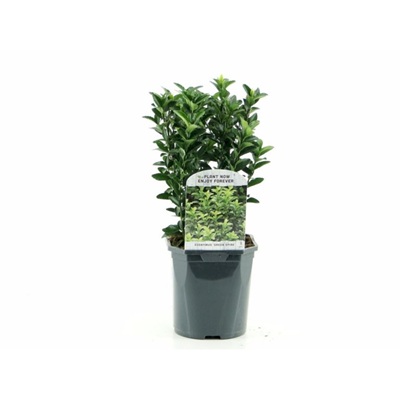 Benved 'Green Spire' Euonymus micr. 'Green Spire'