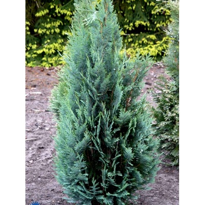 Chamaecyparis lawsoniana 'Columnaris'