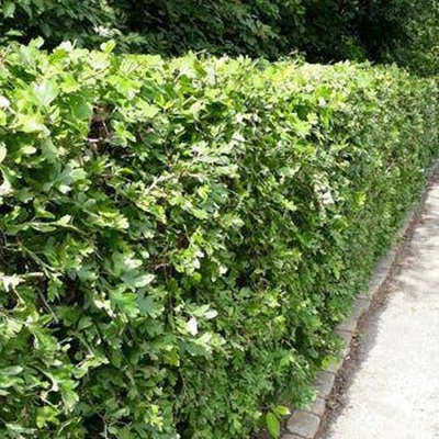 Hvidtjørn 40 60 hæk Hækplante (Crataegus monogyna)