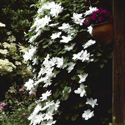 Klematis 'Madame Le Coultre'