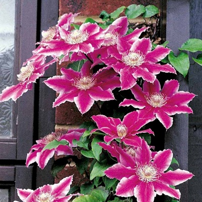 Klematis 'Dr. Ruppel' Clematis hybrid