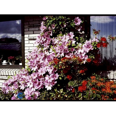 Klematis 'Nelly Moser'